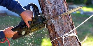 Best Tree Trimming and Pruning  in Clarkson Valley, MO