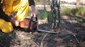 Best Lawn Pest Prevention  in Clarkson Valley, MO