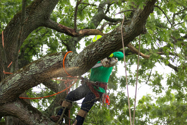 Best Tree Disease Treatment  in Clarkson Valley, MO