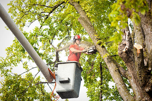 Best Leaf Removal  in Clarkson Valley, MO