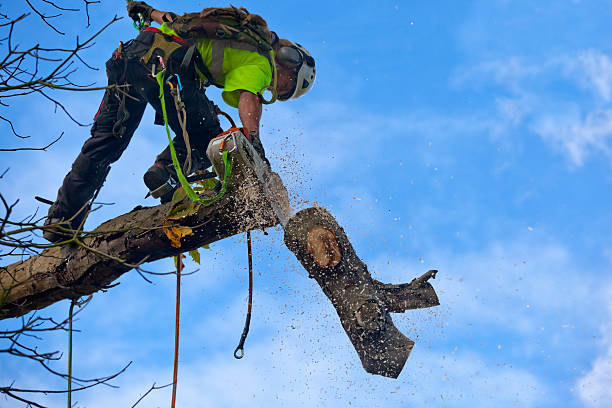 Best Tree Risk Assessment  in Clarkson Valley, MO